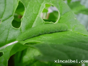 近红外高光谱成像技术应用于仓储粮虫生命体征检测