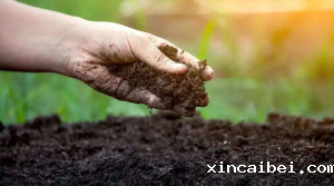 高光谱图像技术检测土壤全氮含量的研究