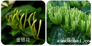 高光谱相机鉴定识别金银花和山银花的研究