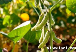 高光谱相机反射率与大豆叶面积及地上鲜生物量的相关分析