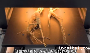 高光谱相机揭秘：人参生理生化差异的神奇检测应用