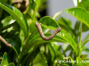 高光谱遥感技术的茶尺蠖危害程度监测