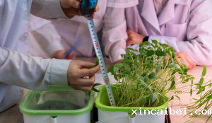 高光谱相机监测豆科植物生物量和氮积累的方法