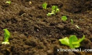 基于高光谱数据的土壤有机质含量研究